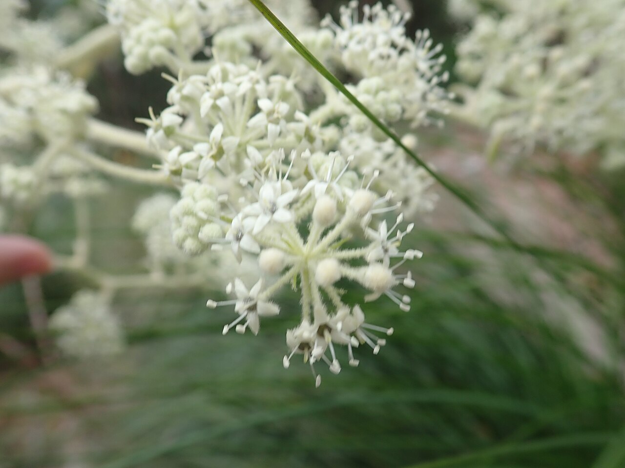 Astrotricha floccosa: Astrotricha floccosa DC.,Flint & Steel Track, 6/10/2019