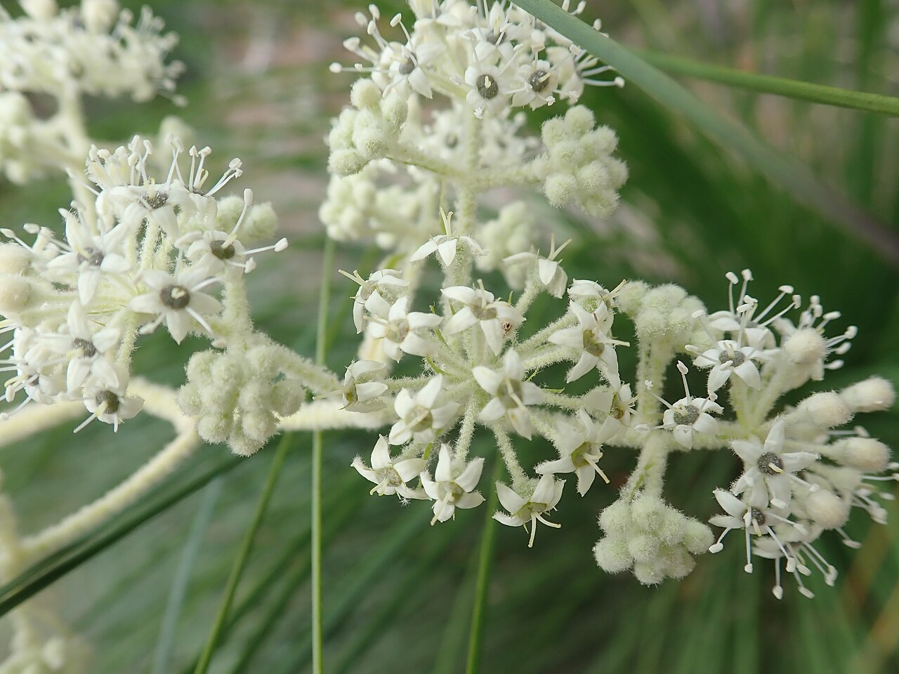 Astrotricha floccosa: Astrotricha floccosa DC.,Flint & Steel Track, 6/10/2019