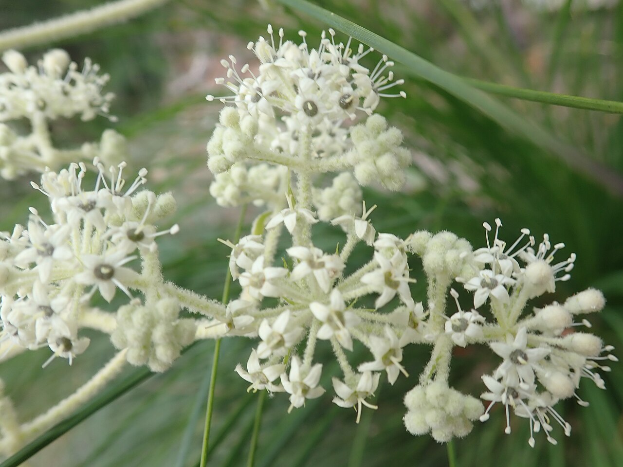 Astrotricha floccosa: Astrotricha floccosa DC.,Flint & Steel Track, 6/10/2019