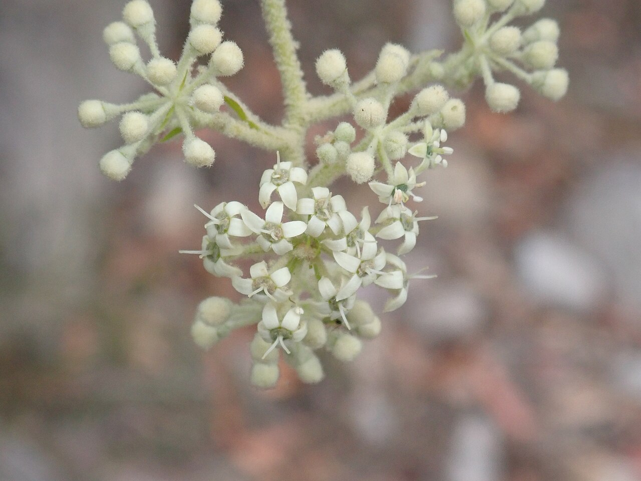 Astrotricha floccosa: Astrotricha floccosa DC.,Flint & Steel Track, 6/10/2019