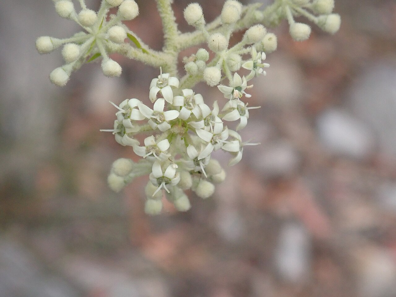 Astrotricha floccosa: Astrotricha floccosa DC.,Flint & Steel Track, 6/10/2019