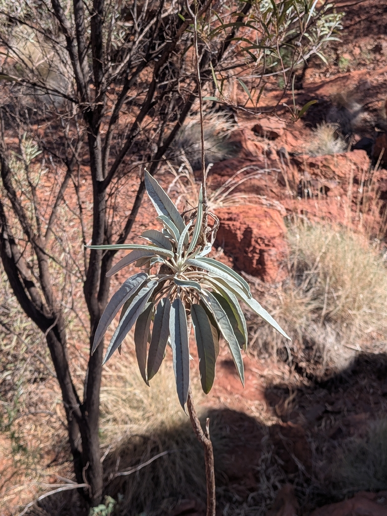 Astrotricha hamptonii (Astrotricha hamptonii)