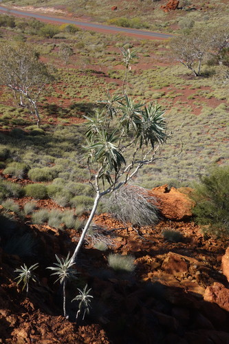 Astrotricha hamptonii (Astrotricha hamptonii)