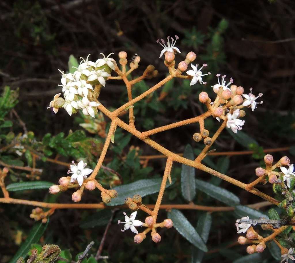 Astrotricha ledifolia (Astrotricha ledifolia)
