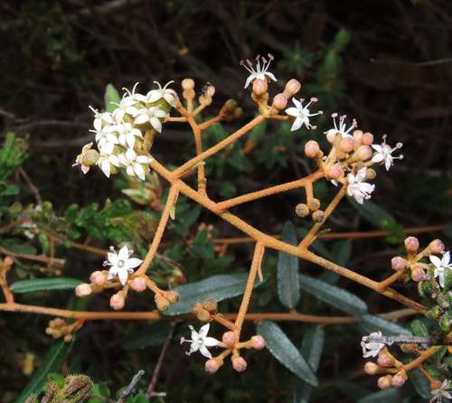 Astrotricha ledifolia (Astrotricha ledifolia)