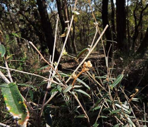 Astrotricha ledifolia (Astrotricha ledifolia)