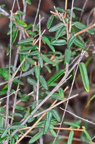 Astrotricha ledifolia (Astrotricha ledifolia)