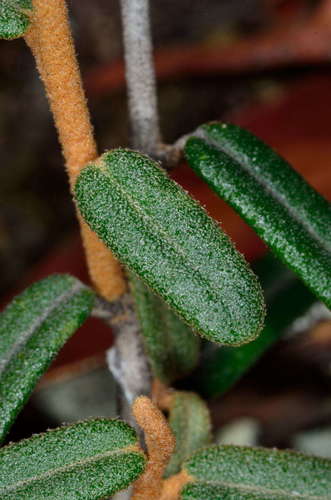 Astrotricha ledifolia (Astrotricha ledifolia)