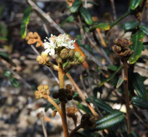 Astrotricha ledifolia (Astrotricha ledifolia)