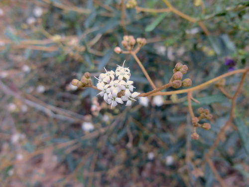 Astrotricha ledifolia (Astrotricha ledifolia)
