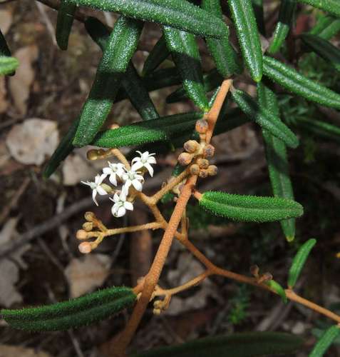 Astrotricha ledifolia (Astrotricha ledifolia)