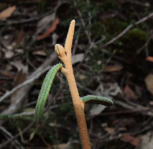 Astrotricha ledifolia (Astrotricha ledifolia)