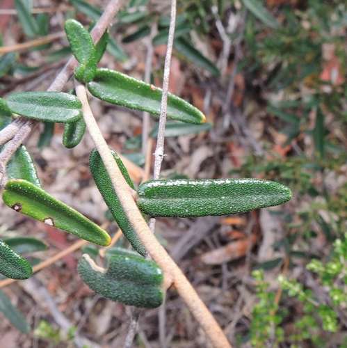 Astrotricha ledifolia (Astrotricha ledifolia)