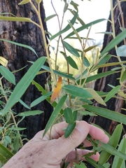 Astrotricha longifolia (Astrotricha longifolia)