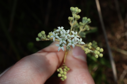 Astrotricha longifolia (Astrotricha longifolia)