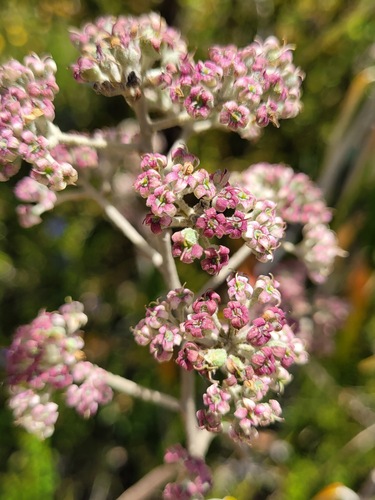 Astrotricha longifolia (Astrotricha longifolia)