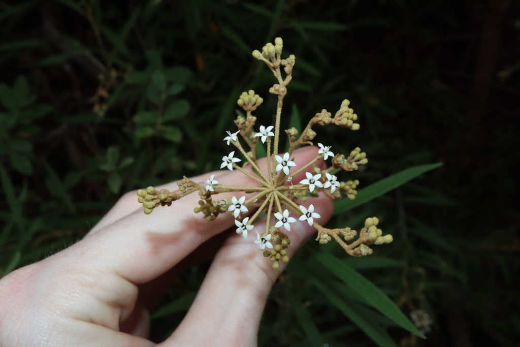 Astrotricha longifolia (Astrotricha longifolia)