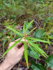 Astrotricha longifolia (Astrotricha longifolia)