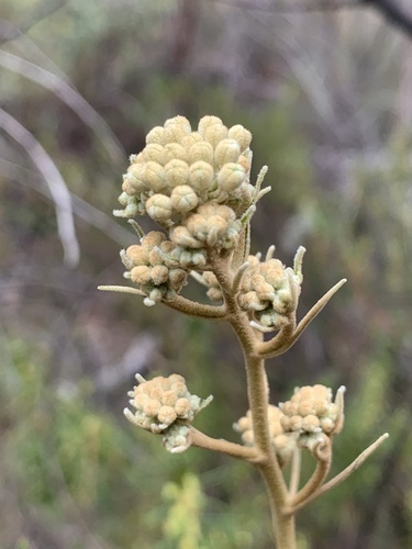Astrotricha longifolia (Astrotricha longifolia)