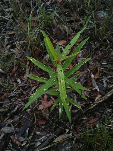 Astrotricha longifolia (Astrotricha longifolia)