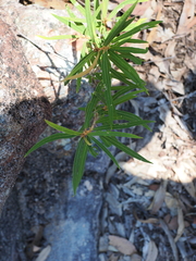 Astrotricha longifolia (Astrotricha longifolia)