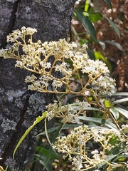 Astrotricha longifolia (Astrotricha longifolia)