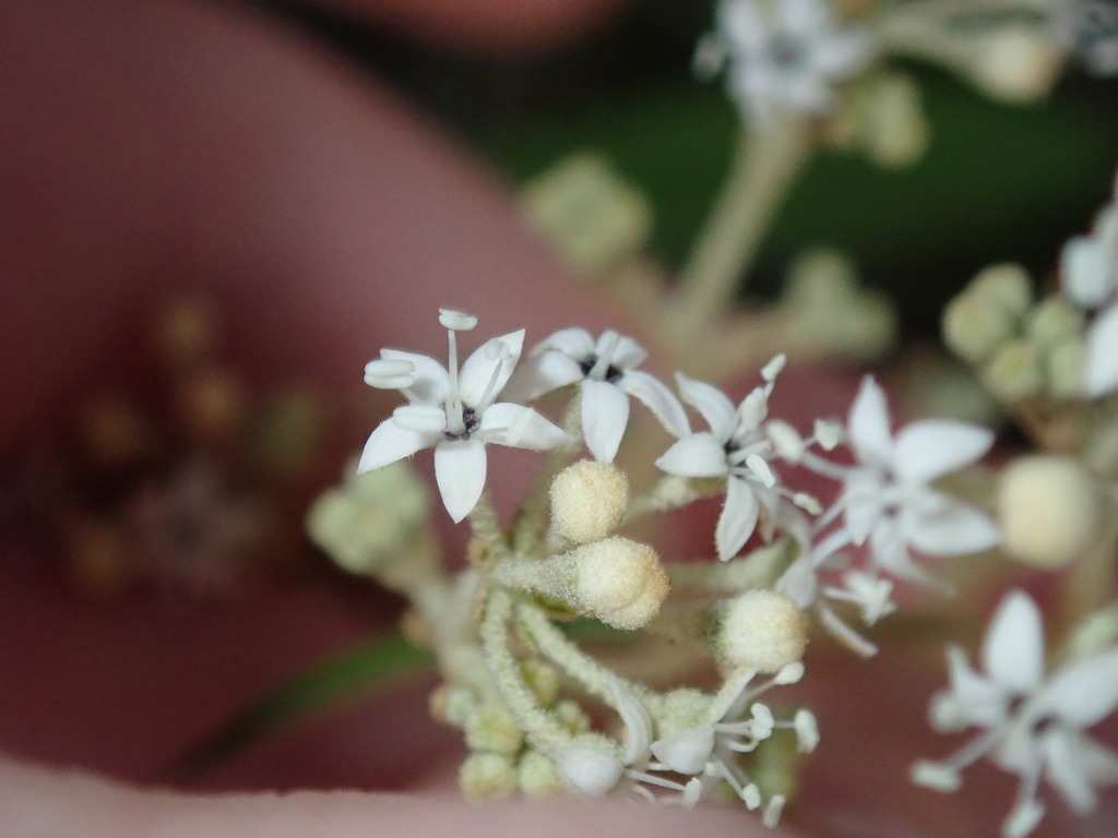 Astrotricha longifolia (Astrotricha longifolia)