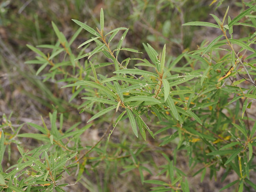 Astrotricha longifolia (Astrotricha longifolia)