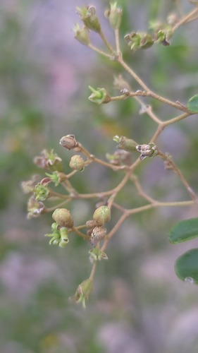 Astrotricha obovata (Astrotricha obovata)