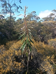 Astrotricha pterocarpa (Astrotricha pterocarpa)