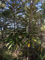 Astrotricha pterocarpa (Astrotricha pterocarpa)