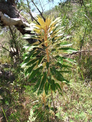 Astrotricha pterocarpa (Astrotricha pterocarpa)