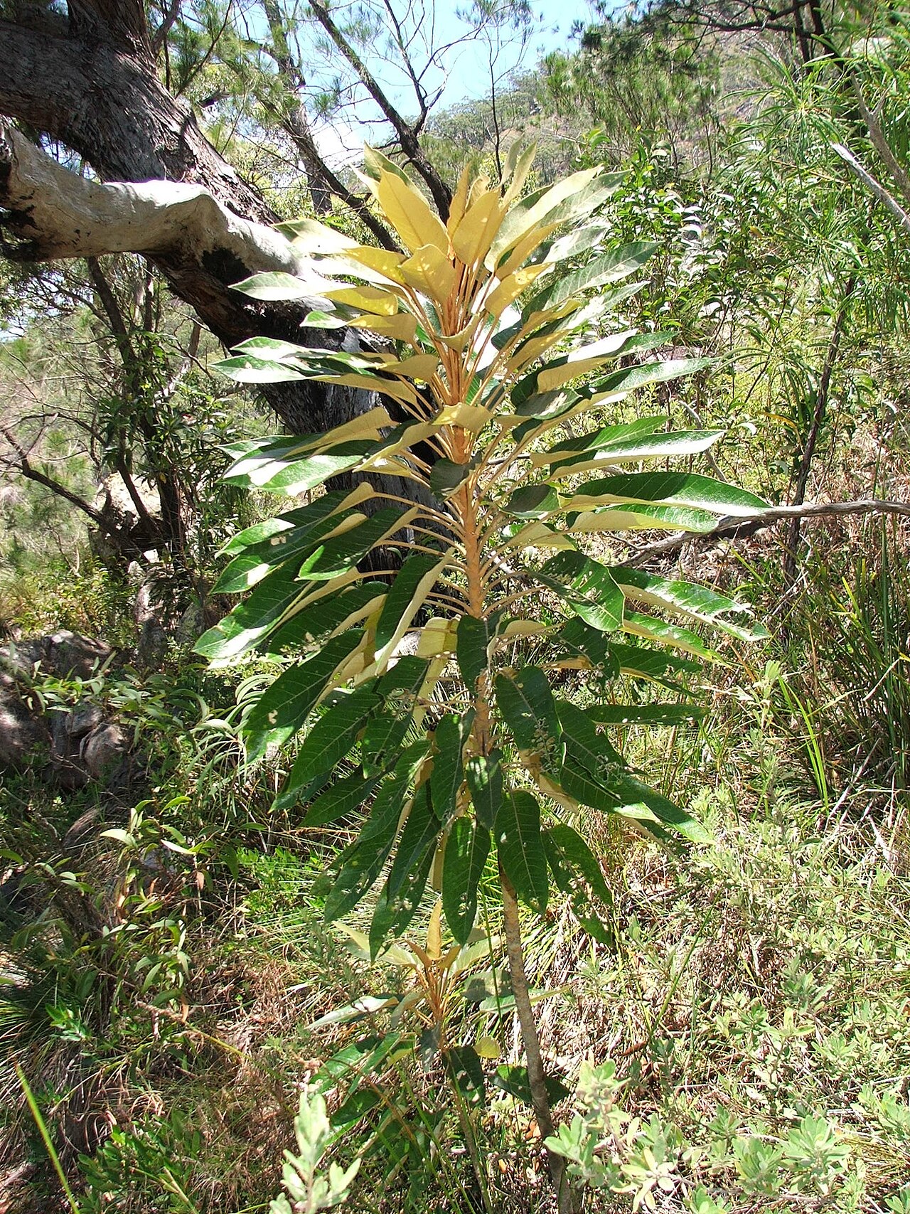 Astrotricha pterocarpa: Astrotricha pterocarpa in Australia