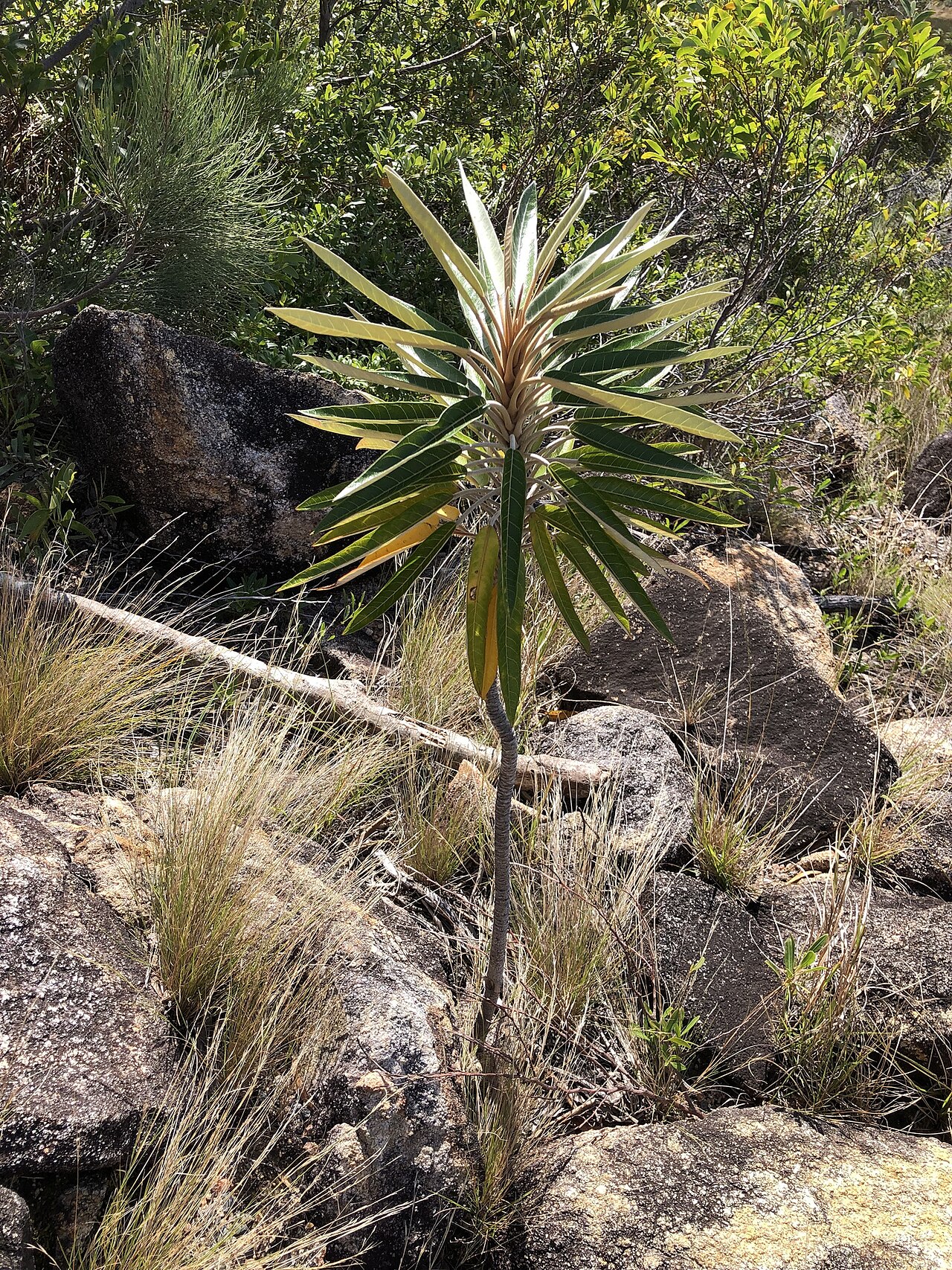 Astrotricha pterocarpa: Astrotricha pterocarpa in Australia
