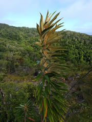 Astrotricha pterocarpa (Astrotricha pterocarpa)