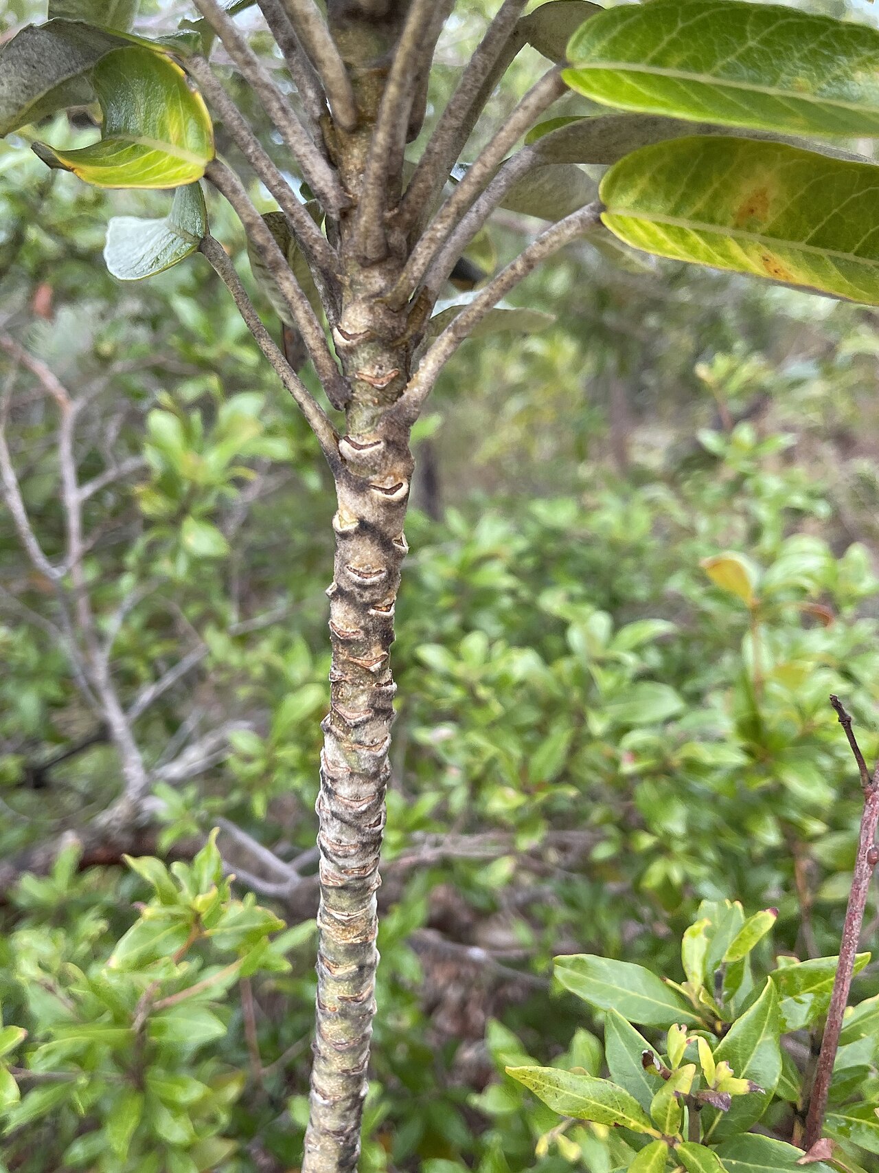 Astrotricha pterocarpa: Astrotricha pterocarpa on Fitzroy Island , Queensland