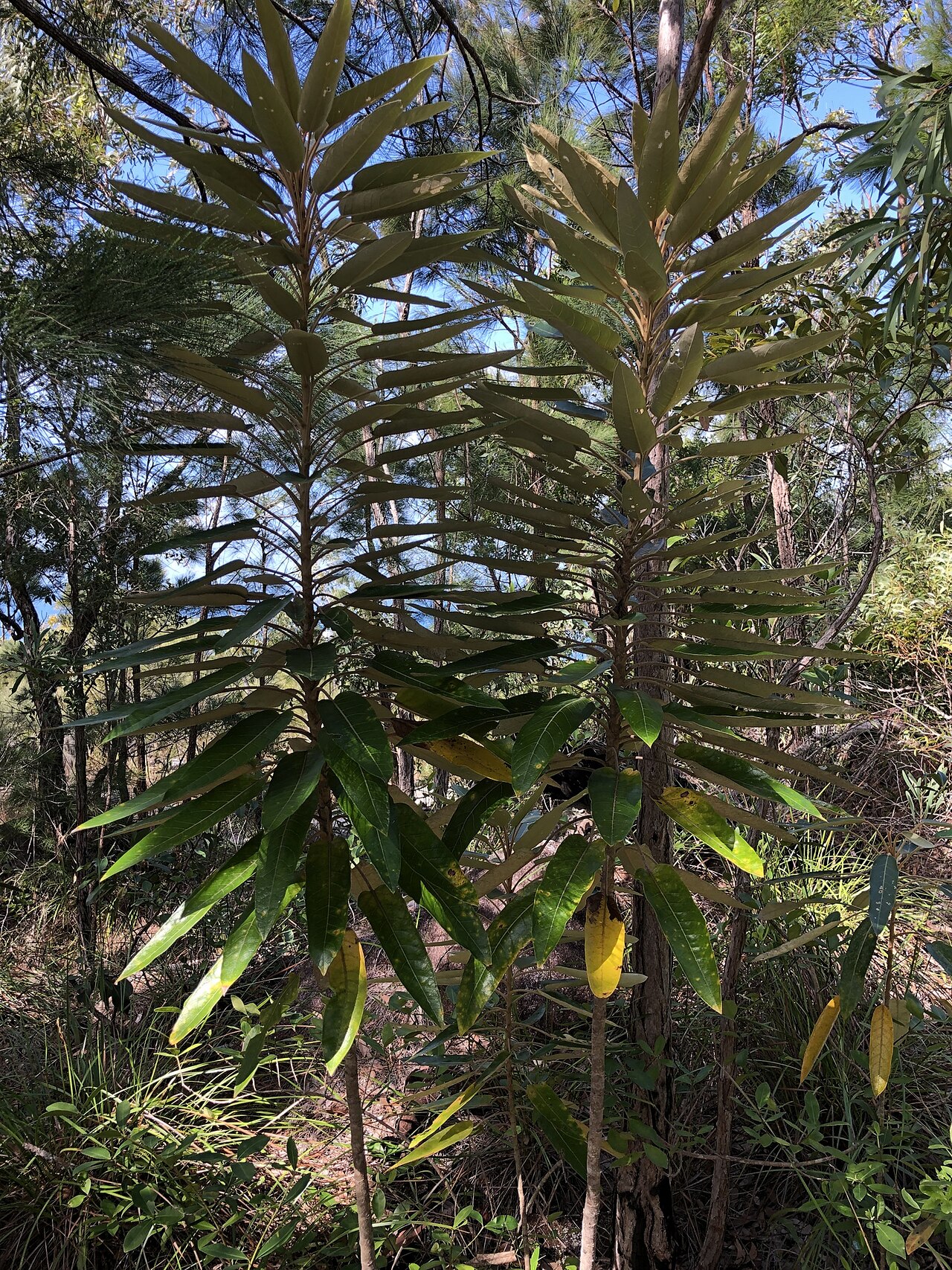 Astrotricha pterocarpa: Astrotricha pterocarpa in Australia