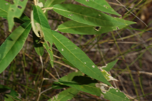 Astrotricha umbrosa (Astrotricha umbrosa)