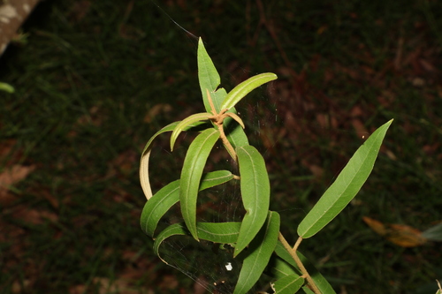 Astrotricha umbrosa (Astrotricha umbrosa)