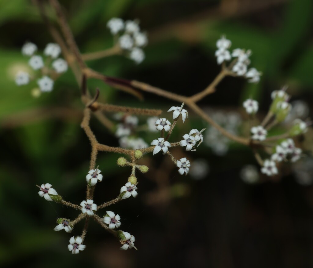 Astrotricha umbrosa (Astrotricha umbrosa)