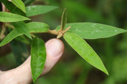 Astrotricha umbrosa (Astrotricha umbrosa)