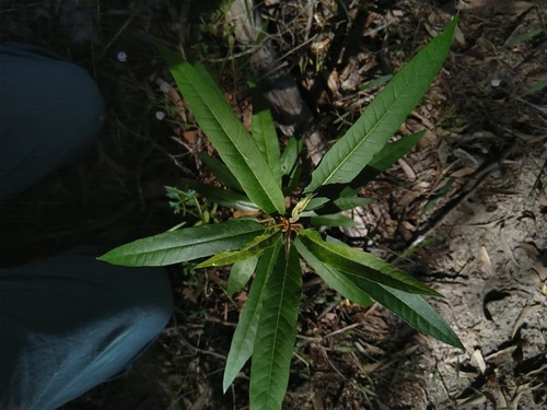 Astrotricha umbrosa (Astrotricha umbrosa)