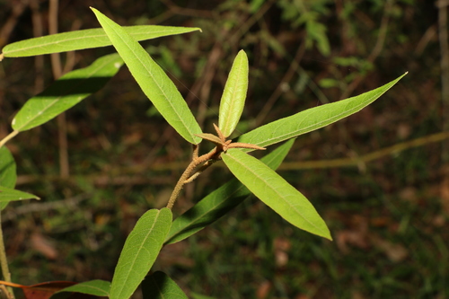 Astrotricha umbrosa (Astrotricha umbrosa)