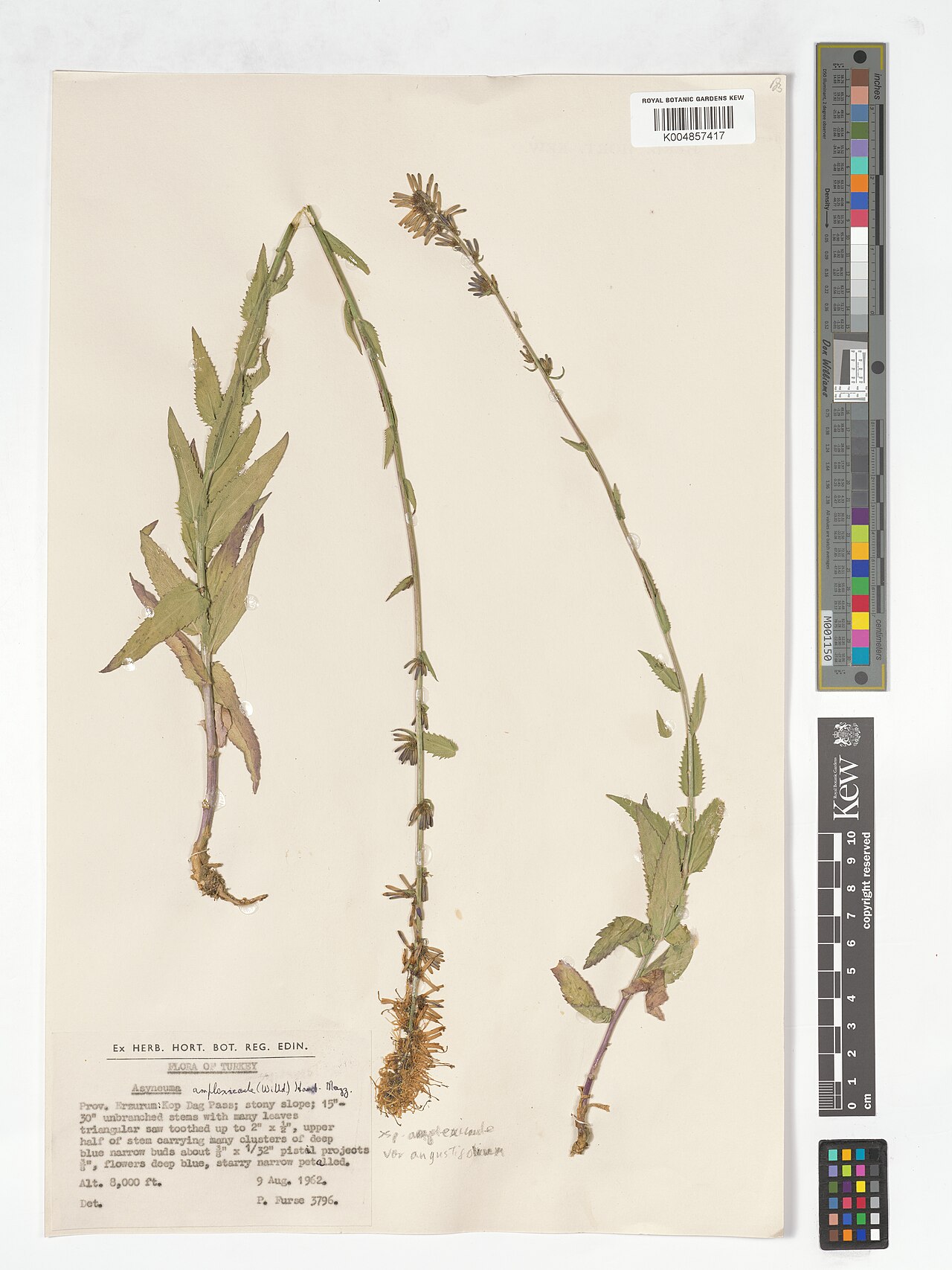 Asyneuma amplexicaule: Asyneuma amplexicaule — Herbarium specimen from Kop Dag Pass, Türkiye. Collected by Furse, P. (1962-08-09). Recorded in GBIF occurrence 4926485538 .
