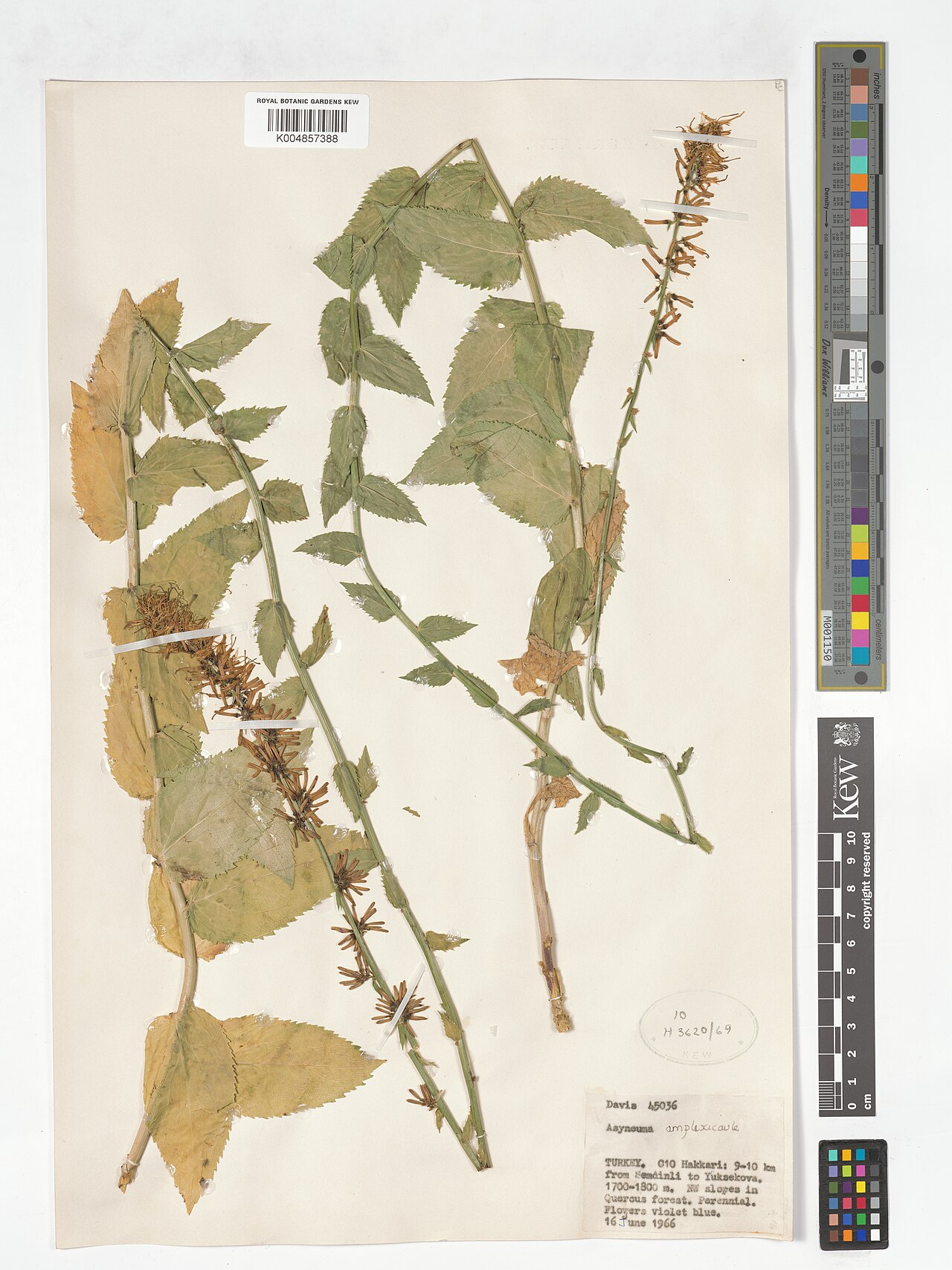 Asyneuma amplexicaule: Asyneuma amplexicaule — Herbarium specimen from C10; 9-10 km from Semdinli to Yuksekova., Türkiye. Collected by Davis (1966-06-16). Recorded in GBIF occurrence