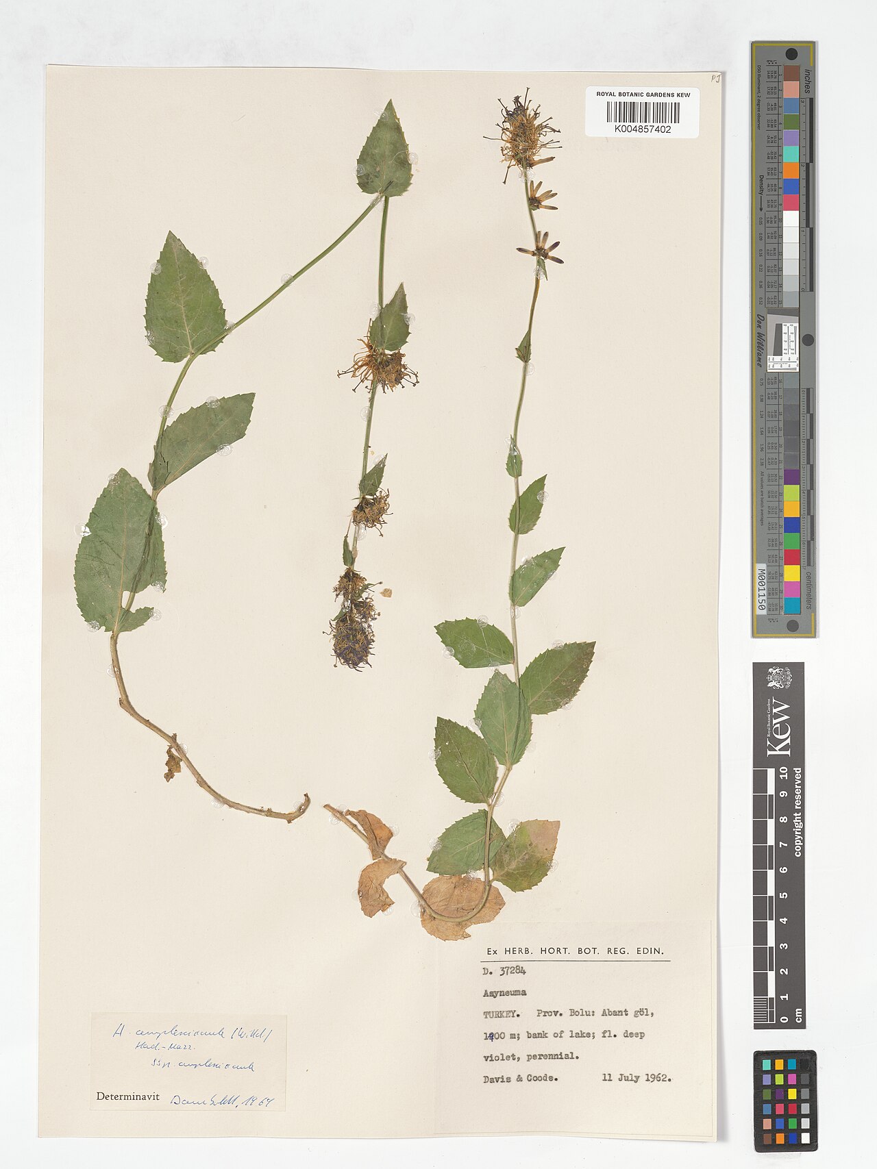 Asyneuma amplexicaule: Asyneuma amplexicaule — Herbarium specimen from Abant göl, Türkiye. Collected by Davis; Coode (1962-07-11). Recorded in GBIF occurrence 4926542981 .