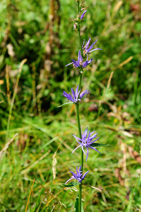 Asyneuma amplexicaule: Asyneuma amplexicaule — Field observation from Mtskheta-Mtianeti, Kasbegi area, Snotskali valley, 1 km SE Sno (Kasbegi Reserve), Georgia. Collected by T.Dürbye