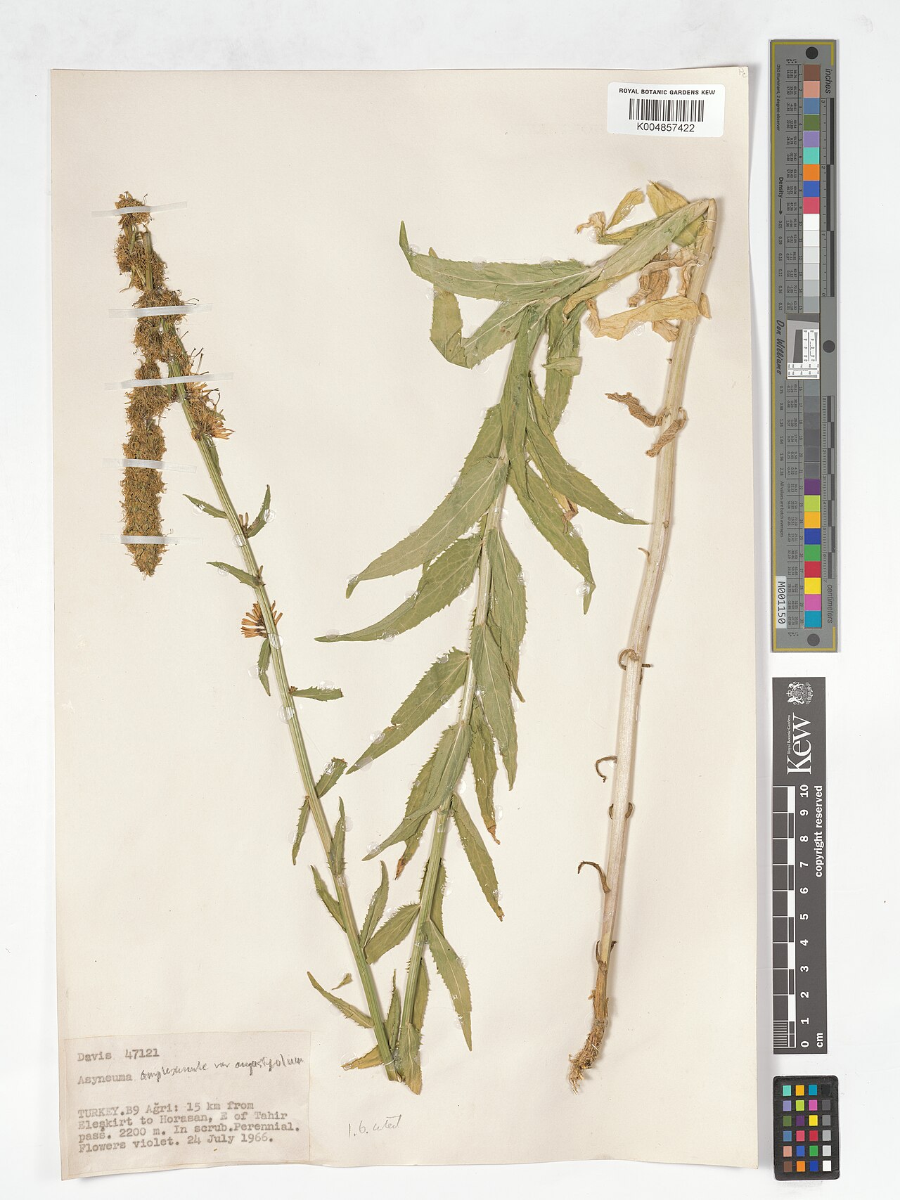 Asyneuma amplexicaule: Asyneuma amplexicaule — Herbarium specimen from B9, 15 km from Eleskirt to Horasan, E of Tahir pass., Türkiye. Collected by Davis (1966-07-24). Recorded in GBIF
