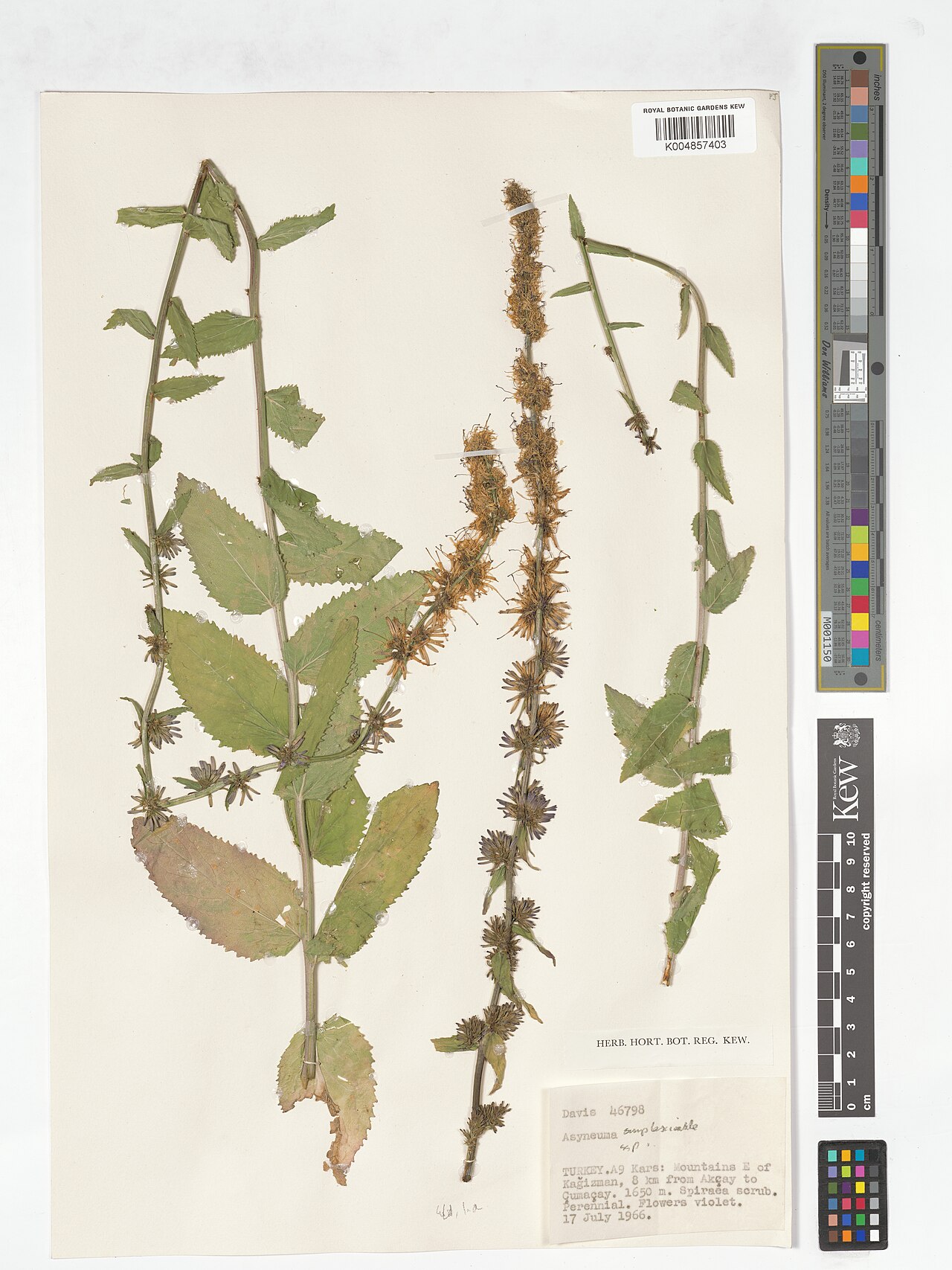 Asyneuma amplexicaule: Asyneuma amplexicaule — Herbarium specimen from A9, Mountains E of Kagizman, 8 km from Akçay to Çumaçay., Türkiye. Collected by Davis (1966-07-17). Recorded in