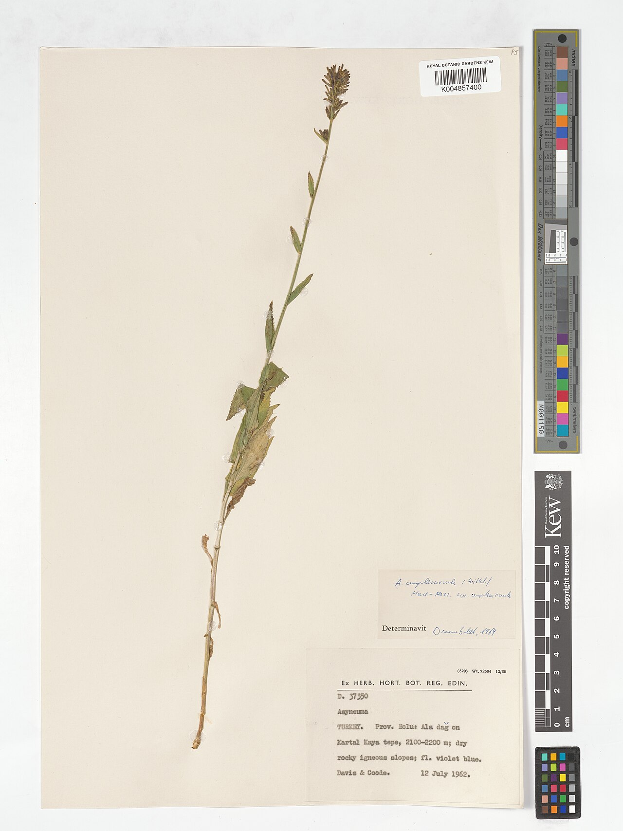 Asyneuma amplexicaule: Asyneuma amplexicaule — Herbarium specimen from Ala dag on Kartal Kaya tepe, Türkiye. Collected by Davis; Coode (1962-07-12). Recorded in GBIF occurrence 492653